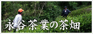 永谷茶業の茶畑